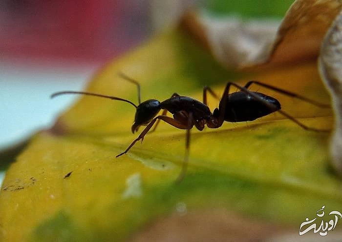 مورچه ای عجیب که کشاورزی می کند!